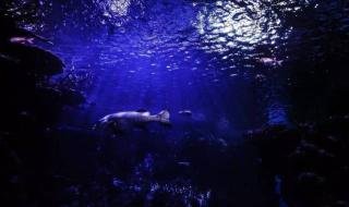 动物狂欢节第一章赏析 圣桑动物狂欢节