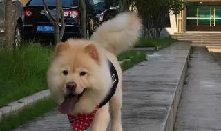 小顽皮饲料 小顽皮饲料