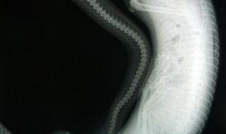 北京动物园百米巨蟒 北京动物园百米巨蟒