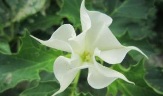 世界上奇怪的植物有哪些 世界上最神奇的植物