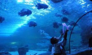 小梅沙海洋世界攻略 小梅沙海洋世界攻略