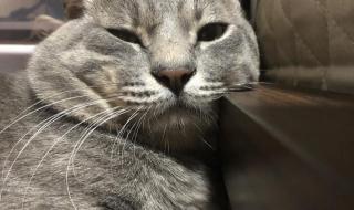 岁月真是把杀猪刀什么意思 时间就像把杀猪刀