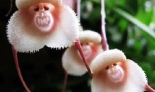 辟谣喜马拉雅灵猴花 辟谣喜马拉雅灵猴花