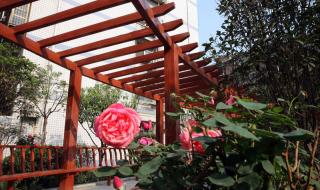 郑州市中招直通车 郑州市中招直通车