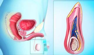 怎么按摩前列腺 怎么按摩前列腺