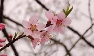 萍水相逢尽是他乡之客 萍水相逢尽是他乡之客