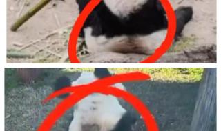 丫丫回国最新动态 丫丫回国最新动态