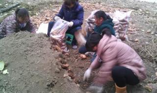 香蕉批发市场 香蕉批发市场