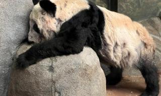 孟菲斯丫丫能回国么 丫丫回国最新动态